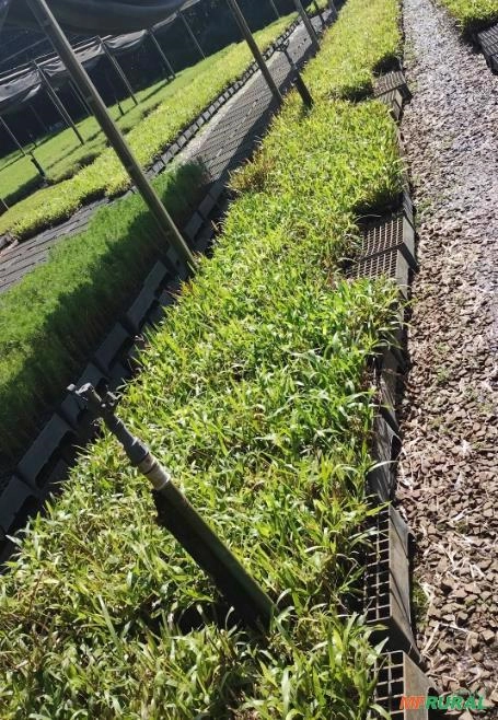 Muda de Dona Emma Imagem Muda de Dona Emma