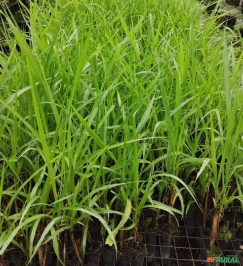 Muda de Capim Capiaçu Imagem Muda de Capim Capiaçu