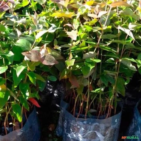 Muda de Eucalipto Dunes Imagem Muda de Eucalipto Dunes