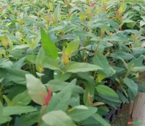 Muda de Eucalipto Saligna Imagem Muda de Eucalipto Saligna