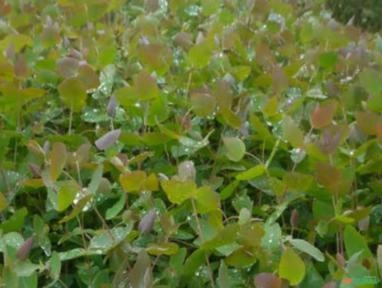 Muda de Eucalipto Benthamii Imagem Muda de Eucalipto Benthamii