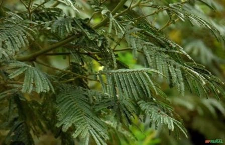 Muda de Acácia Negra Imagem Muda de Acácia Negra