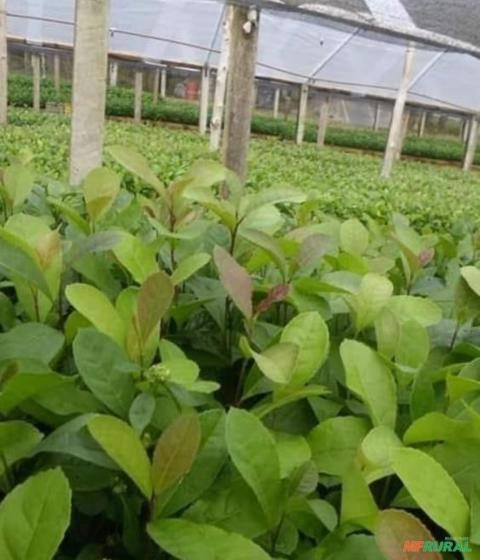 Muda de ERVA-MATE Imagem Muda de ERVA-MATE