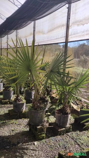 Muda de Palmeira Azul Imagem Muda de Palmeira Azul