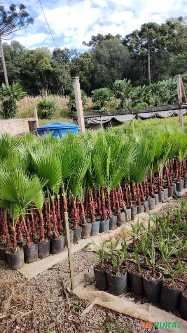 Muda de Palmeira Whasgntomia Imagem Muda de Palmeira Whasgntomia