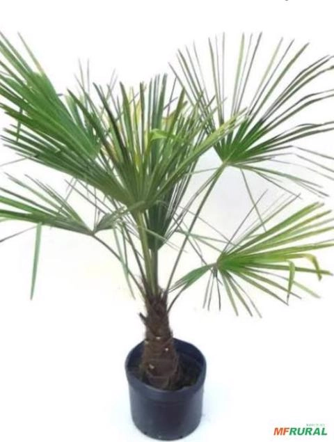 Muda de Palmeira Buriti Imagem Muda de Palmeira Buriti