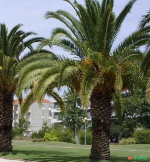 Muda de Palmeira Canariense Imagem Muda de Palmeira Canariense
