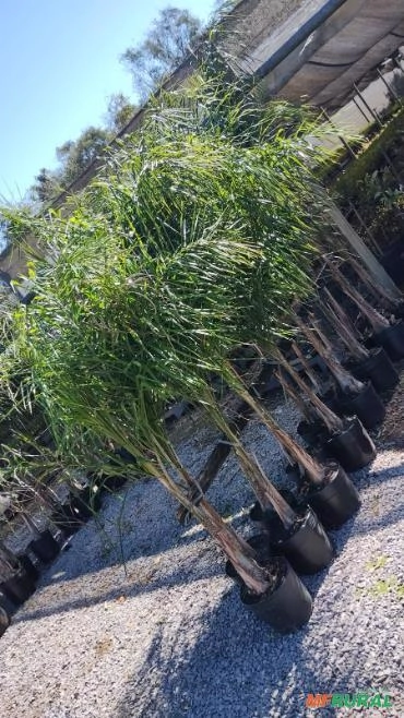 Muda de Palmeira Jerivá Imagem Muda de Palmeira Jerivá