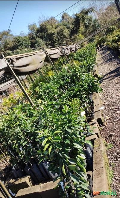 Mudas de Laranja Bahia Monte Parnaso (Tardia) Imagem Mudas de Laranja Bahia Monte Parnaso (Tardia)