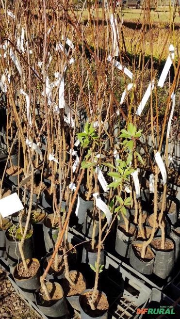 Muda de Ameixa Nectarina Imagem Muda de Ameixa Nectarina