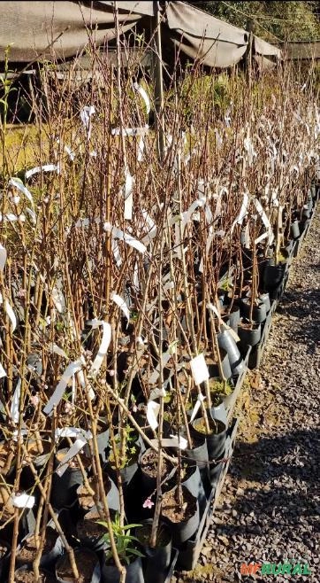 Muda de Pêssego Delicioso Imagem Muda de Pêssego Delicioso