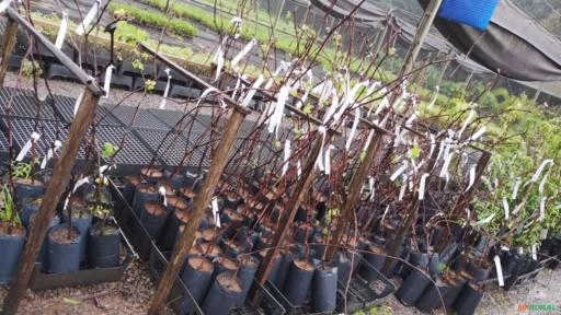 Muda de Videira Francesa Preta Imagem Muda de Videira Francesa Preta