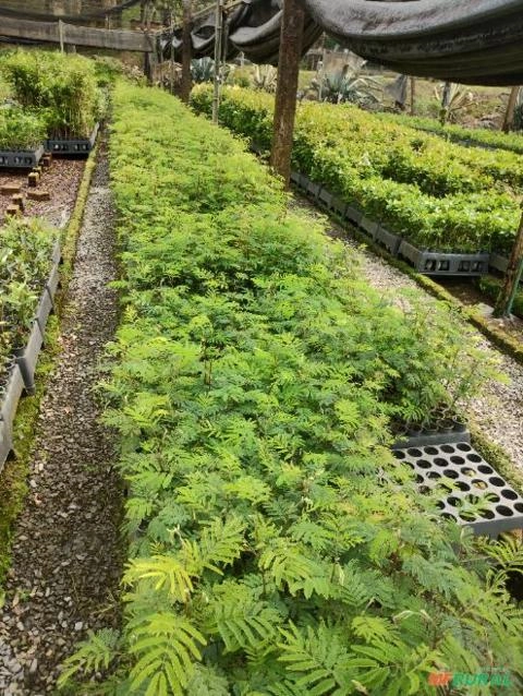 Muda de Angico-Vermelho Imagem Muda de Angico-Vermelho