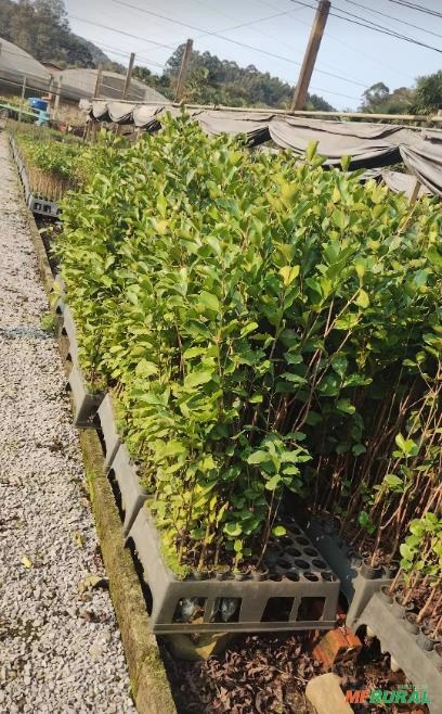 Muda de Araçá-Amarelo Imagem Muda de Araçá-Amarelo