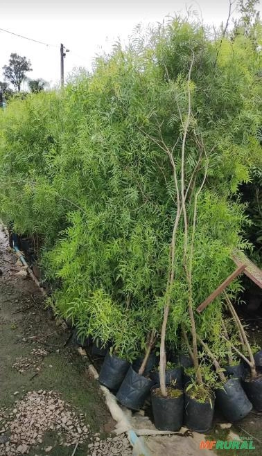 Muda de Aroeira-Piriquita Imagem Muda de Aroeira-Piriquita