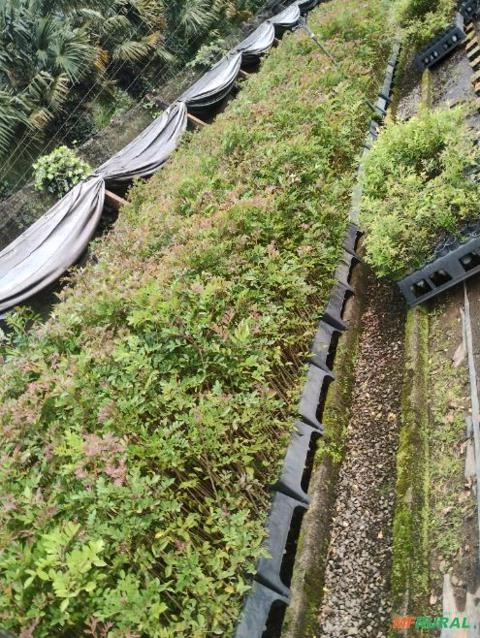 Muda de Aroeira-Vermelha Imagem Muda de Aroeira-Vermelha