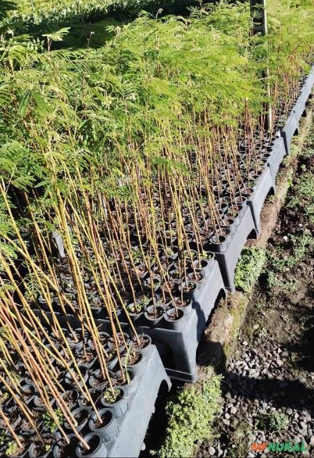 Muda de Bracatinga Imagem Muda de Bracatinga