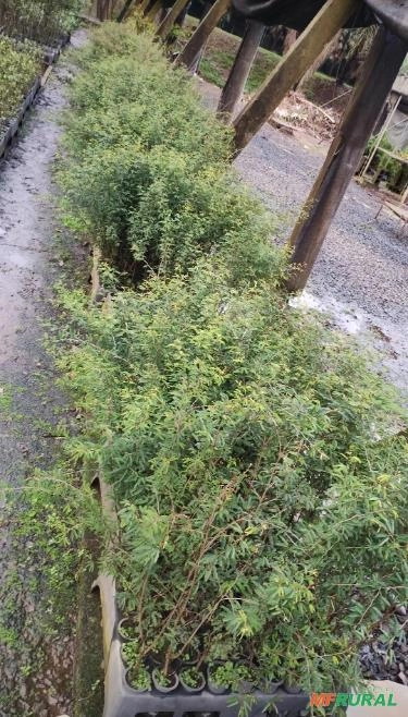 Muda de Caliandra Imagem Muda de Caliandra