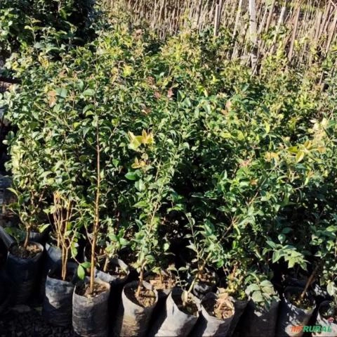 Mudas de Pitanga Graúda Imagem Mudas de Pitanga Graúda