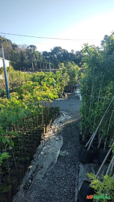 Mudas de Pata de Vaca Imagem Mudas de Pata de Vaca