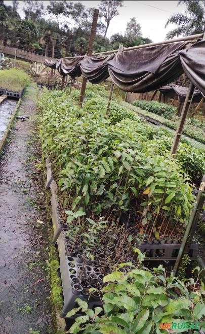 Muda de Ingá-Feijão Imagem Muda de Ingá-Feijão