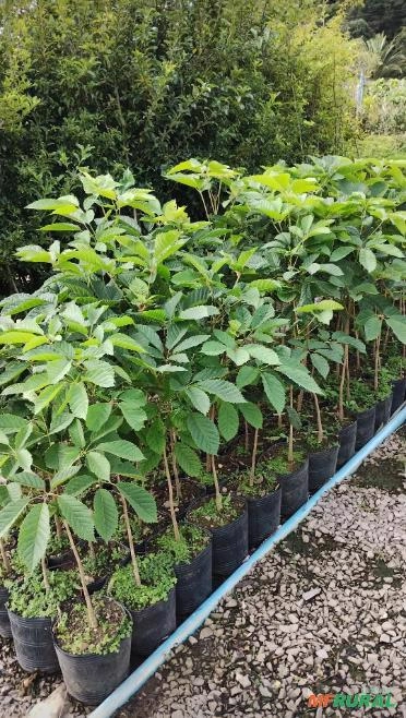 Mudas de Ipê Amarelo Imagem Mudas de Ipê Amarelo