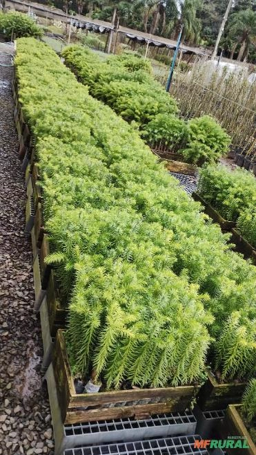 Muda de Pinheiro-Brasileiro Imagem Muda de Pinheiro-Brasileiro