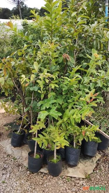 Mudas de Dedaleiro Imagem Mudas de Dedaleiro