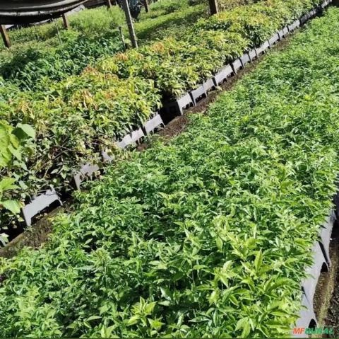 Muda de Timbo Imagem Muda de Timbo