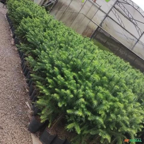 Mudas de Araucária Imagem Mudas de Araucária