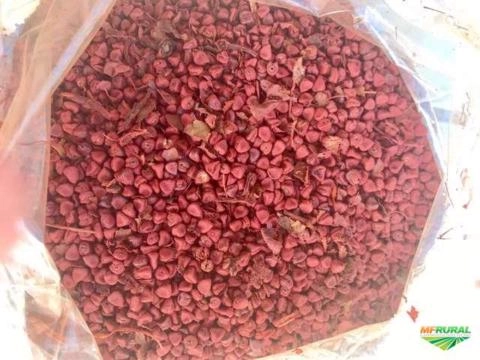 Colorau, Colorifico e Temperos Imagem Colorau, Colorifico e Temperos