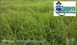 VAQUERO (bermudagrass unhulled + CD 90160) ORIGINAL - Imp. e Dist. Autorizada