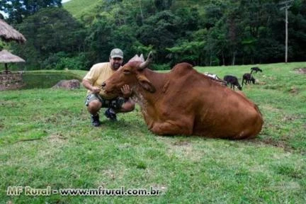 CRÉDITO RURAL (TAXAS EXCLUSIVAS PARA CATEGORIA )