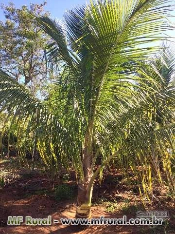 Mudas Coco Anão no Torrão Imagem Mudas Coco Anão no Torrão