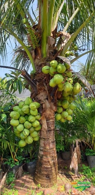 Mudas Coco Anão no Torrão Imagem Mudas Coco Anão no Torrão