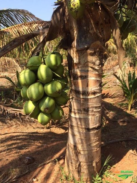 Mudas Coco Anão no Torrão Imagem Mudas Coco Anão no Torrão