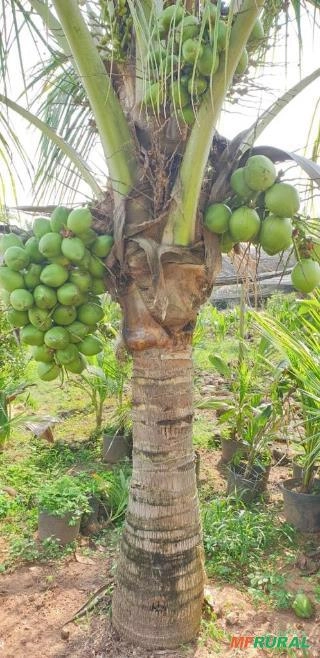 Imagem Mudas Coco Anão no Torrão Imagem Mudas Coco Anão no Torrão