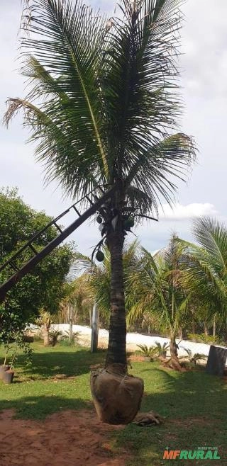 Imagem Mudas Coco Anão no Torrão Imagem Mudas Coco Anão no Torrão