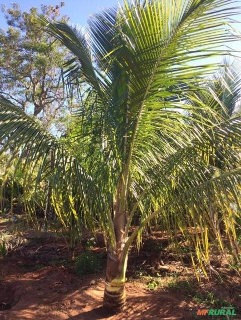 Imagem Mudas Coco Anão no Torrão Imagem Mudas Coco Anão no Torrão