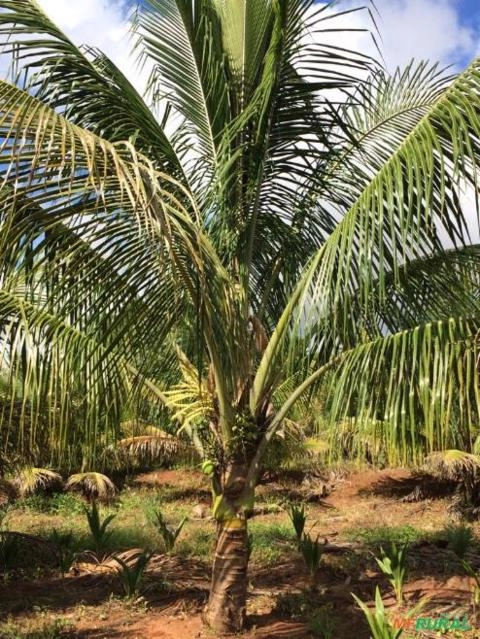 Imagem Mudas Coco Anão no Torrão Imagem Mudas Coco Anão no Torrão