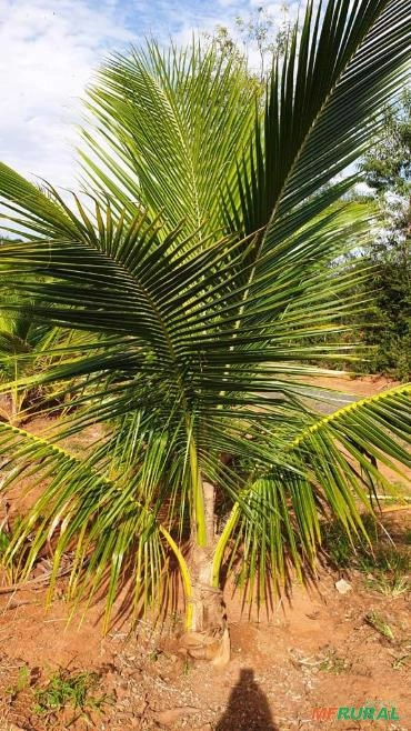 Imagem Mudas Coco Anão no Torrão Imagem Mudas Coco Anão no Torrão