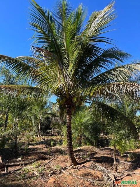 Imagem Mudas Coco Anão no Torrão Imagem Mudas Coco Anão no Torrão