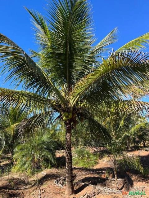 Imagem Mudas Coco Anão no Torrão Imagem Mudas Coco Anão no Torrão