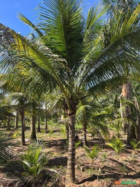 Imagem Mudas Coco Anão no Torrão Imagem Mudas Coco Anão no Torrão