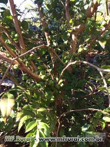 Imagem Mudas de Jabuticaba Imagem Mudas de Jabuticaba