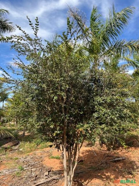Imagem Mudas de Jabuticaba Imagem Mudas de Jabuticaba