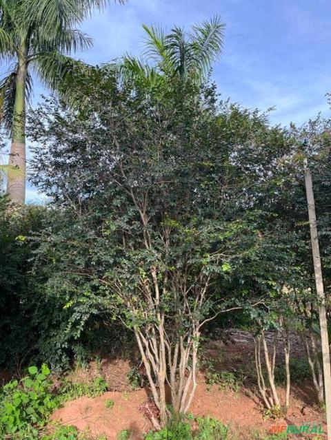 Imagem Mudas de Jabuticaba Imagem Mudas de Jabuticaba