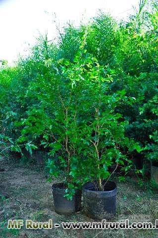 Imagem Mudas de Jabuticaba Imagem Mudas de Jabuticaba