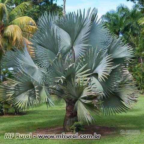 Mudas de Palmeiras Imagem Mudas de Palmeiras
