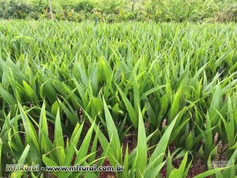 Mudas de Coco Anão na Castanha Imagem Mudas de Coco Anão na Castanha